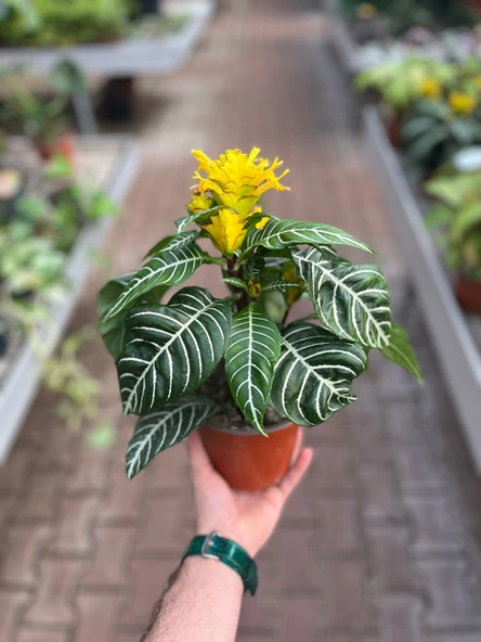 Aphelandra Squarrosa (Zebra Çiçeği) - 3