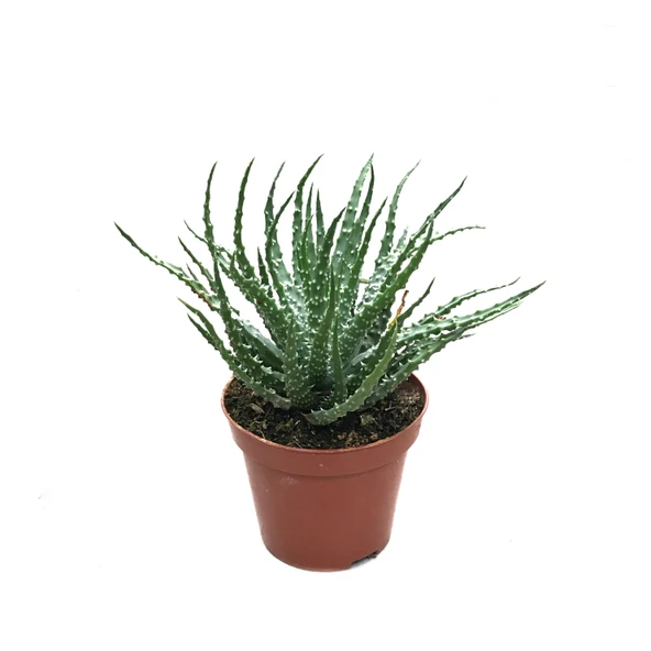 Aloe Humilis (Kaktüs) ürün görseli