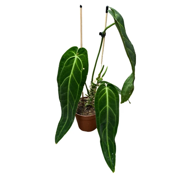 Anthurium Warocqueanum ürün görseli