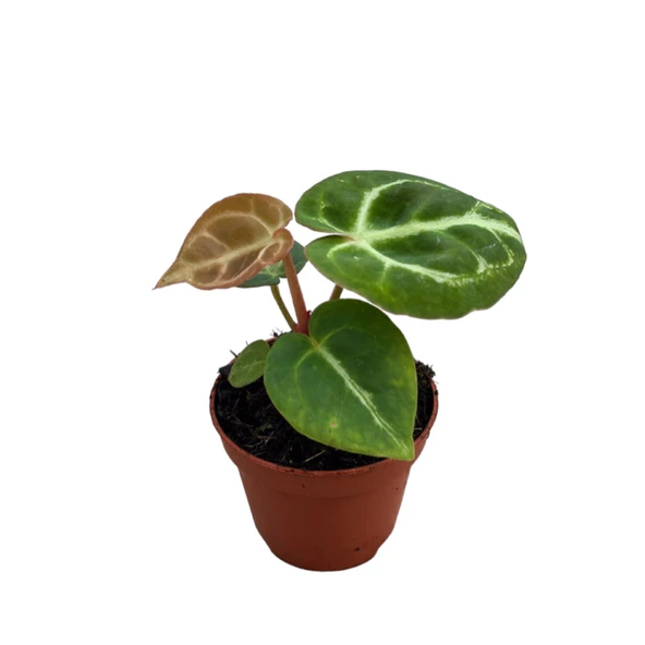 Anthurium Crystallinum 'Silver Blush' ürün görseli