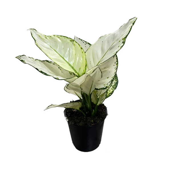 Aglaonema 'White Joy' ürün görseli