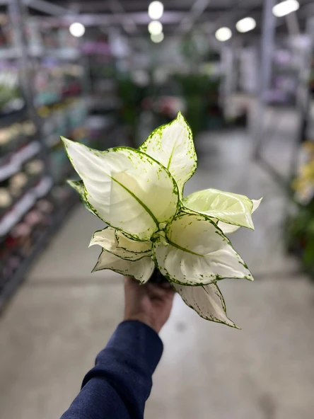 Aglaonema 'White Joy' ürün görseli
