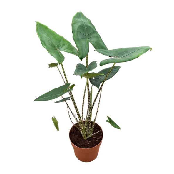 Alocasia Zebrina (Fil Kulağı) ürün görseli