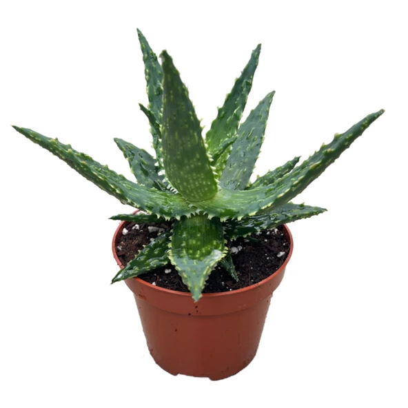 Aloe 'Thiba' (Kaktüs) ürün görseli