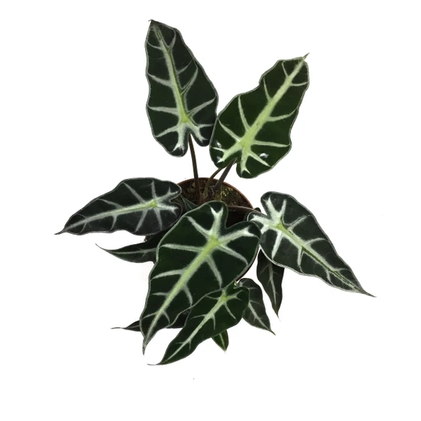 Alocasia Bambino (Fil Kulağı) ürün görseli