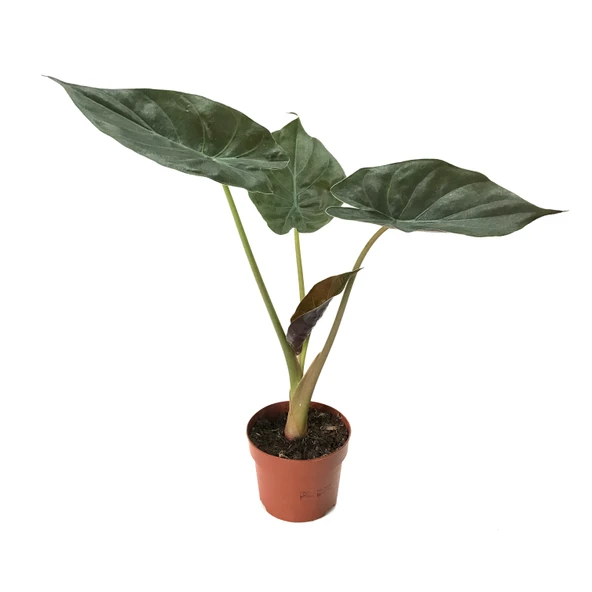 Alocasia Wentii (Fil Kulağı) ürün görseli