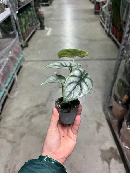 Alocasia 'Silver Dragon' (Fil Kulağı) - Resim 3