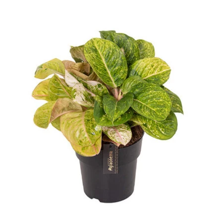 Aglaonema 'Apple Fantasy' (Çin Herdemyeşili) ürün görseli