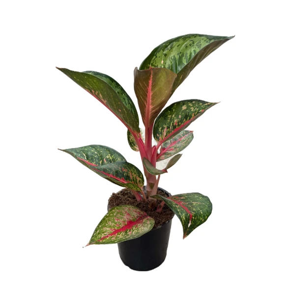 Aglaonema 'Dark Pink Star' (Çin Herdemyeşili) ürün görseli