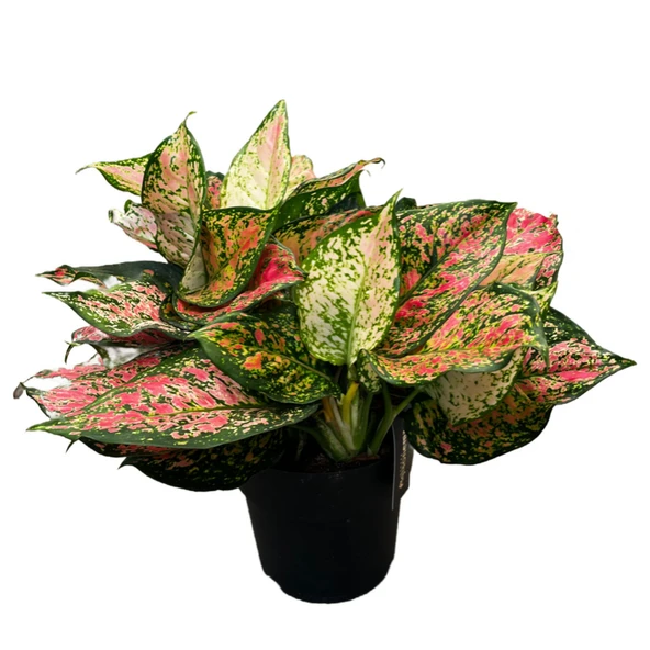 Aglaonema 'Dud Unyamanee' (Çin Herdemyeşili) ürün görseli