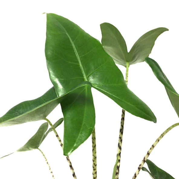 Alocasia Zebrina (Fil Kulağı) - Resim 2