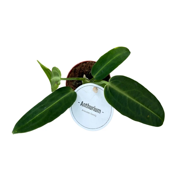 Anthurium Warocqueanum - Resim 2