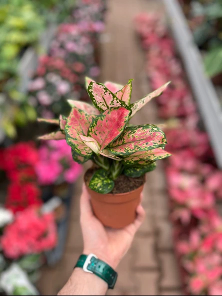 Aglaonema 'Dud Unyamanee' (Çin Herdemyeşili) - Resim 3