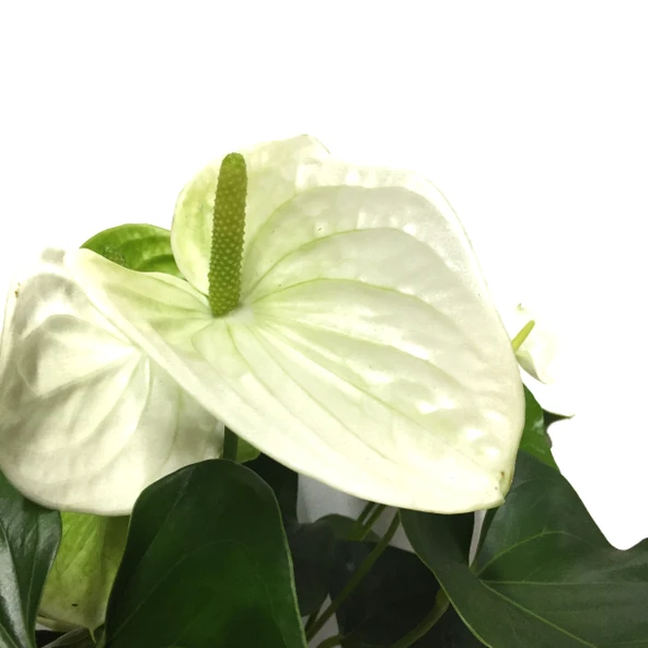 Anthurium Andraeanum 'White' (Flamingo Çiçeği) ürün görseli