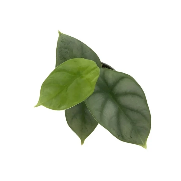 Alocasia 'Silver Dragon' (Fil Kulağı) - Resim 2