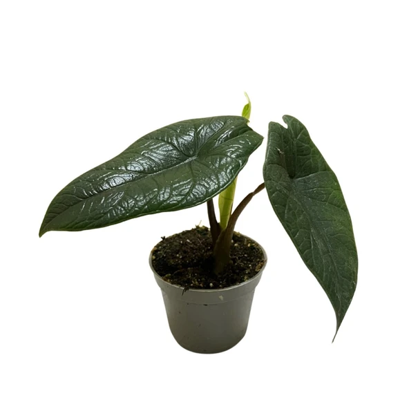 Alocasia Scalprum (Fil Kulağı) ürün görseli