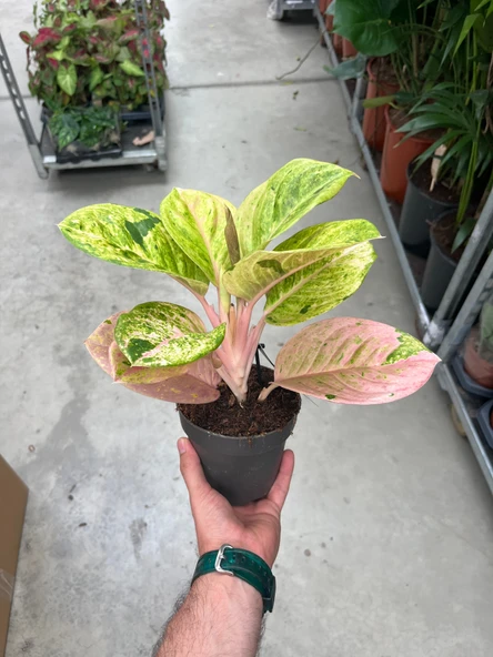 Aglaonema 'Apple Fantasy' (Çin Herdemyeşili) - Resim 3