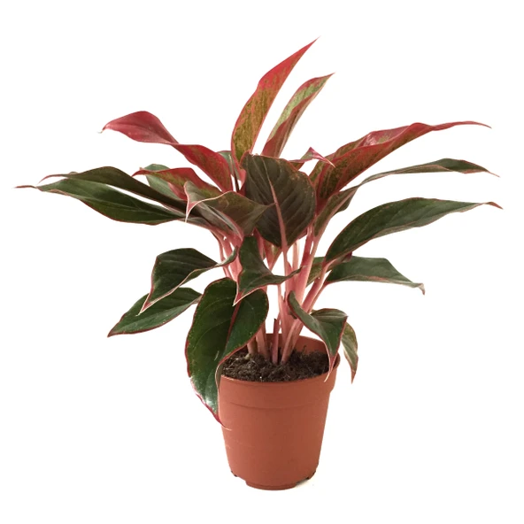 Aglaonema Crete (Çin Herdemyeşili) ürün görseli