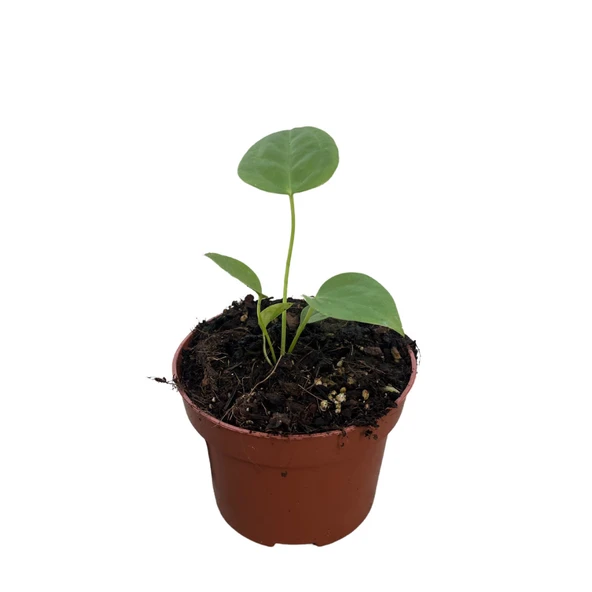 Anthurium Veitchii ürün görseli