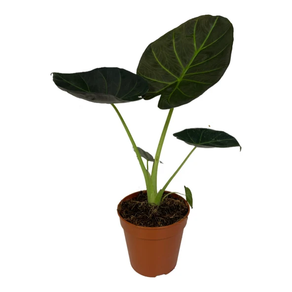Alocasia 'Regal Shield' (Fil Kulağı) ürün görseli