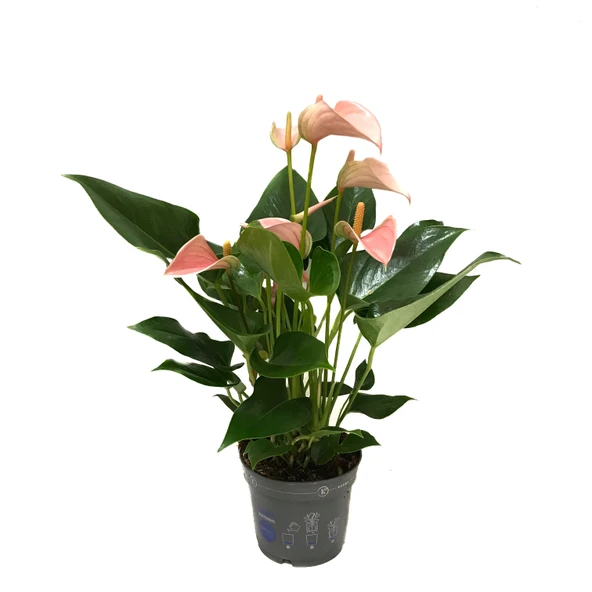 Anthurium Andraeanum 'Pinkish' (Flamingo Çiçeği) - Resim 2
