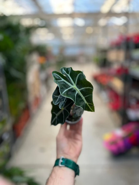 Alocasia Amazonica ‘Polly’ (Fil Kulağı) - Resim 3