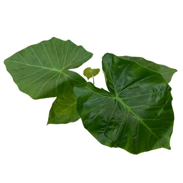 Alocasia 'Imperial Red' (Fil Kulağı) - Resim 2