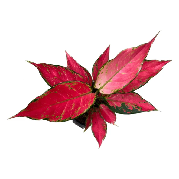 Aglaonema 'Cherry Baby' (Çin Herdemyeşili) - Resim 2