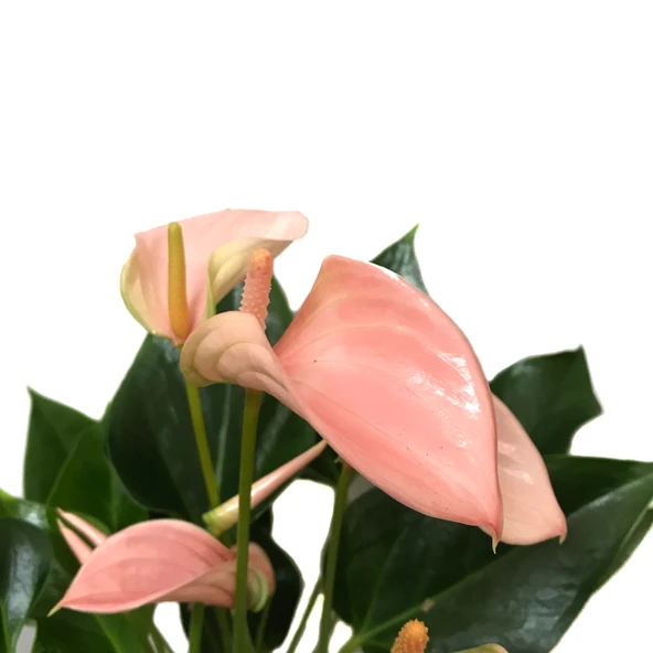 Anthurium Andraeanum 'Pinkish' (Flamingo Çiçeği) ürün görseli