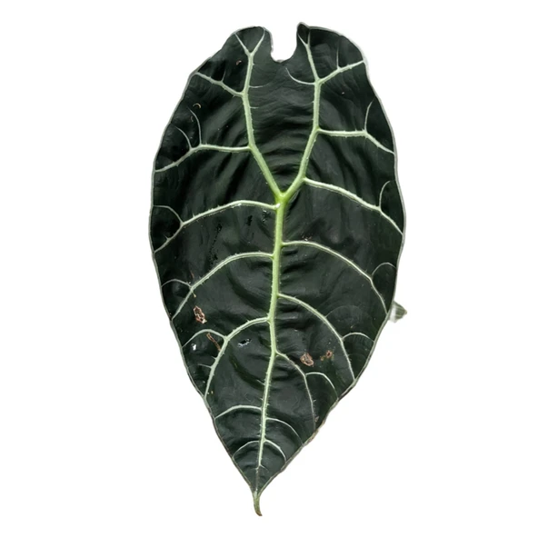Alocasia Watsoniana (Fil Kulağı) ürün görseli
