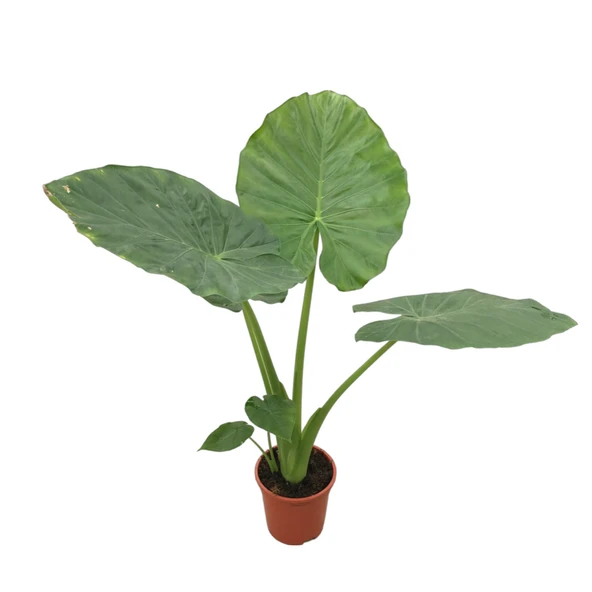 Alocasia Macrorrhiza (Fil Kulağı) ürün görseli