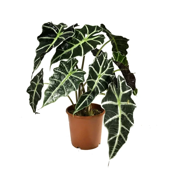 Alocasia Amazonica ‘Polly’ (Fil Kulağı) ürün görseli