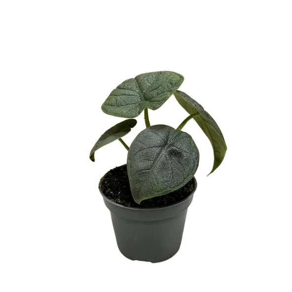 Alocasia Melo (Fil Kulağı) ürün görseli