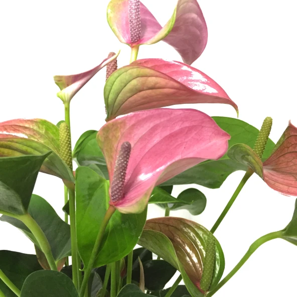 Anthurium Andraeanum 'Pink' (Flamingo Çiçeği) ürün görseli