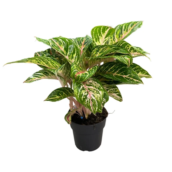 Aglaonema 'Cocomelon' (Çin Herdemyeşili) ürün görseli