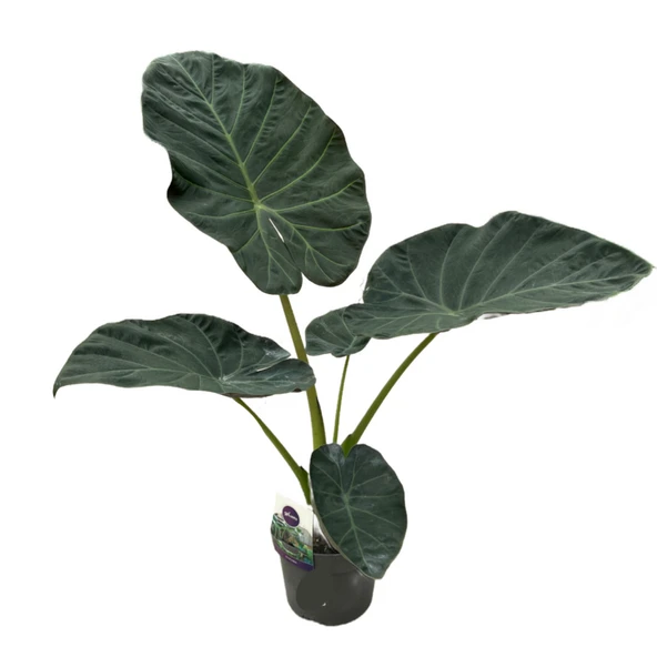 Alocasia 'Regal Shield' (Fil Kulağı) ürün görseli
