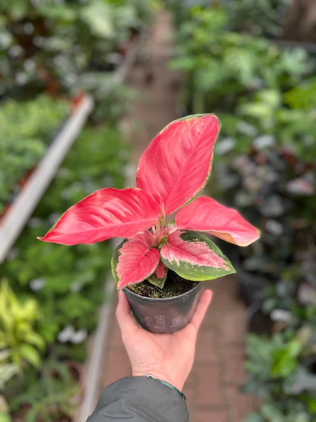 Aglaonema ‘Red Zircon’ (Çin Herdemyeşili) - Resim 3