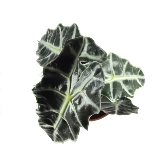 Alocasia Amazonica ‘Polly’ (Fil Kulağı) - 2