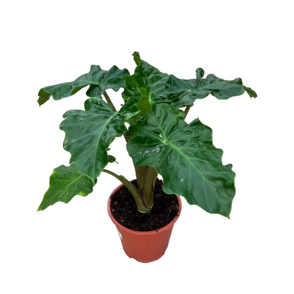 Alocasia 'Low Rider' (Fil Kulağı) ürün görseli