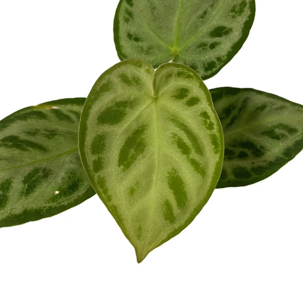 Anthurium 'Silver Blush' - Resim 2