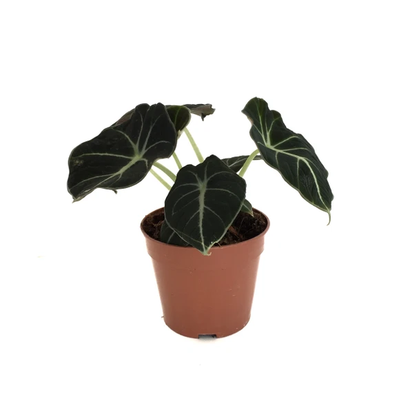 Alocasia Reginula 'Black Velvet' (Fil Kulağı) ürün görseli