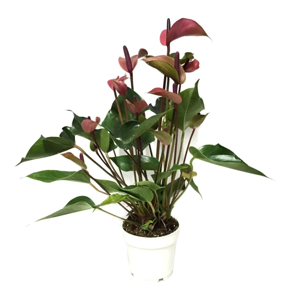 Anthurium Andraeanum 'Cherry' (Flamingo Çiçeği) - Resim 2