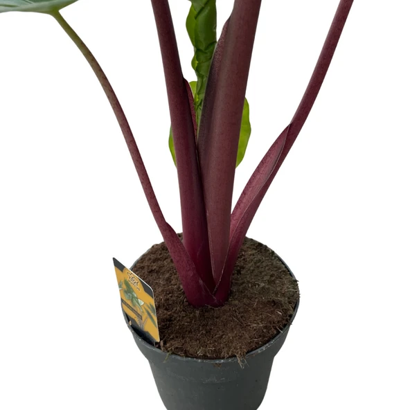Alocasia 'Imperial Red' (Fil Kulağı) - Resim 3