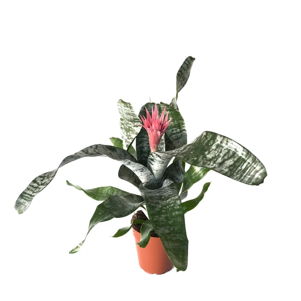 Aechmea Fasciata (Kupa Çiçeği) ürün görseli