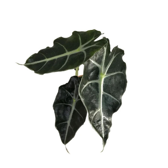 Alocasia Amazonica ‘Polly’ (Fil Kulağı) - Resim 2