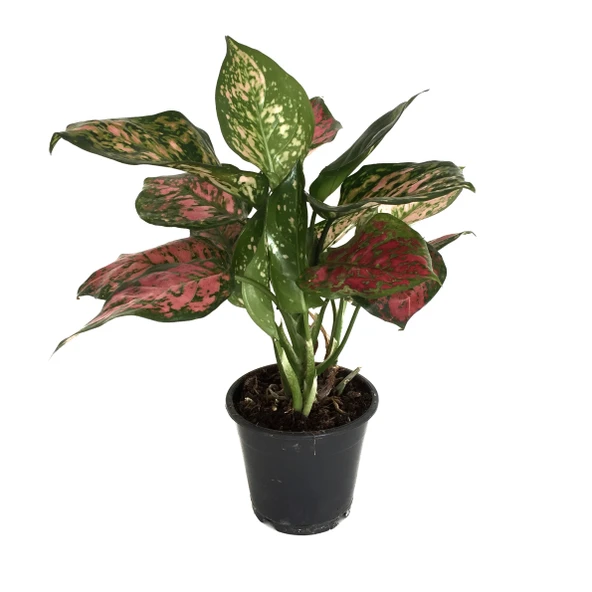 Aglaonema 'Dud Unyamanee' (Çin Herdemyeşili) ürün görseli