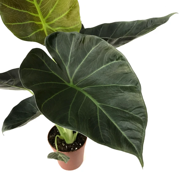 Alocasia 'Regal Shield' (Fil Kulağı) - Resim 2