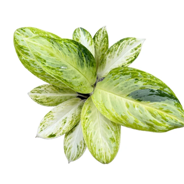 Aglaonema 'Arctic Lime' (Çin Herdemyeşili) - Resim 2