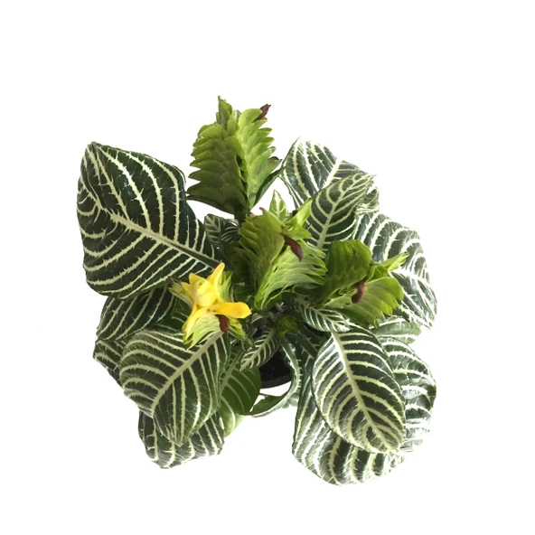 Aphelandra Squarrosa (Zebra Çiçeği) - 2