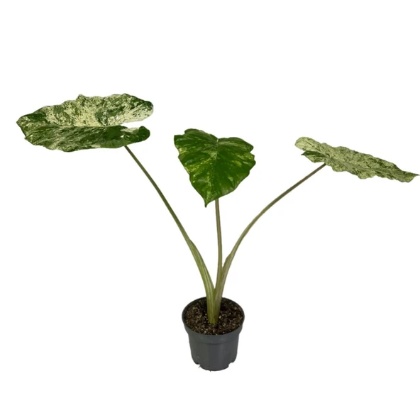 Alocasia Macrorrhiza 'Camouflage' (Fil Kulağı) ürün görseli